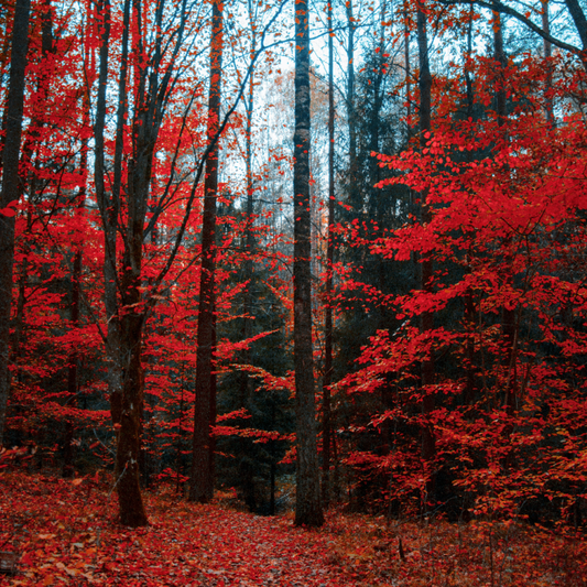 Autumn Trails (LIMITED)
