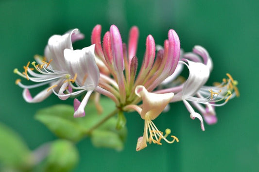 Honeysuckle Coconut