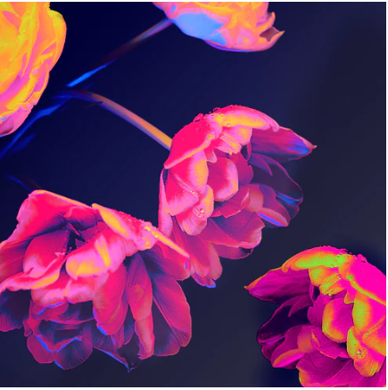 Neon Blossoms