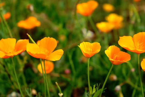 Wild Peach Poppies - Limited